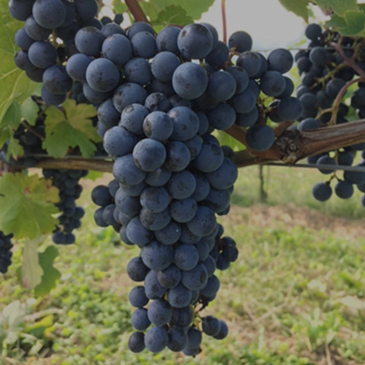 カベルネ・ソーヴィニヨン